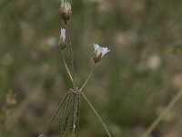 Holosteum umbellatum ssp umbellatum 1, Heelbeen, Saxifraga-Willem van Kruijsbergen