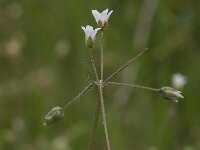 Holosteum umbellatum ssp umbellatum 3, Heelbeen, Saxifraga-Willem van Kruijsbergen