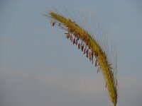 Hordeum bulbosum 2, Saxifraga-Jasenka Topic