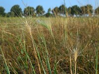 Hordeum jubatum 10, Kwispelgerst, Saxifraga-Ed Stikvoort