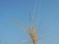 Hordeum jubatum 12, Kwispelgerst, Saxifraga-Ed Stikvoort