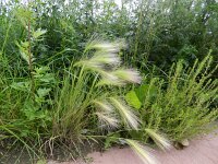 Hordeum jubatum 16, Kwispelgerst, Saxifraga-Rutger Barendse