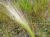 Hordeum jubatum 17, Kwispelgerst, Saxifraga-Rutger Barendse