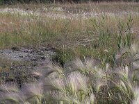 Hordeum jubatum 2, Kwispelgerst, Saxifraga-Rutger Barendse