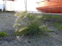 Hordeum jubatum 21, Kwispelgerst, Saxifraga-Rutger Barendse