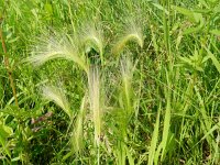 Hordeum jubatum 23, Kwispelgerst, Saxifraga-Rutger Barendse