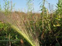 Hordeum jubatum 3, Kwispelgerst, Saxifraga-Rutger Barendse