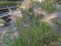 Hordeum jubatum 4, Kwispelgerst, Saxifraga-Rutger Barendse