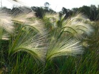 Hordeum jubatum 9, Kwispelgerst, Saxifraga-Ed Stikvoort