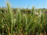 Hordeum marinum 22, Zeegerst, Saxifraga-Ed Stikvoort