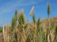 Hordeum marinum 26, Zeegerst, Saxifraga-Ed Stikvoort : s9900