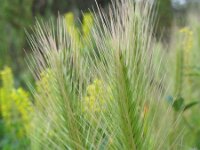 Hordeum marinum 3, Zeegerst, Saxifraga-Rutger Barendse