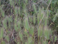 Hordeum marinum 4, Zeegerst, Saxifraga-Rutger Barendse