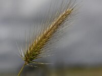 Hordeum marinum 5, Zeegerst, Saxifraga-Peter Meininger