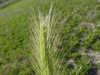 Hordeum marinum 8, Zeegerst, Saxifraga-Jasenka Topic