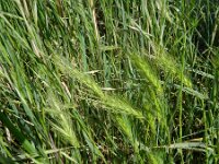 Hordeum marinum 9, Zeegerst, Saxifraga-Rutger Barendse