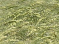 Hordeum vulgare 2, Gerst, Saxifraga-Mark Zekhuis