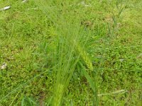 Hordeum vulgare 7, Gerst, Saxifraga-Rutger Barendse