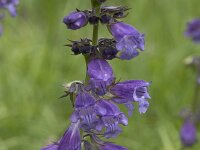 Horminum pyrenaicum 1, Saxifraga-Willem van Kruijsbergen