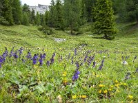 Horminum pyrenaicum 10, Saxifraga-Luuk Vermeer