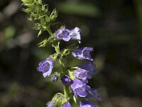 Horminum pyrenaicum 5, Saxifraga-Willem van Kruijsbergen