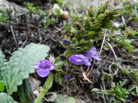 Horminum pyrenaicum 7, Saxifraga-Rutger Barendse