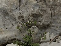 Hornungia petraea 2, Saxifraga-Willem van Kruijsbergen