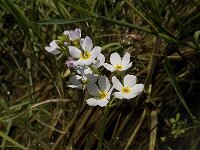 Hottonia palustris 12, Waterviolier, Saxifraga-Jan van der Straaten