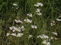 Hottonia palustris 13, Waterviolier, Saxifraga-Jan van der Straaten