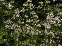 Hottonia palustris 16, Waterviolier, Saxifraga-Jan van der Straaten