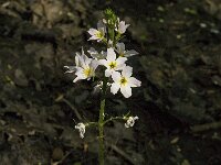 Hottonia palustris 17, Waterviolier, Saxifraga-Jan van der Straaten