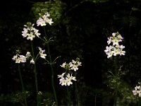 Hottonia palustris 21, Waterviolier, Saxifraga-Jan van der Straaten