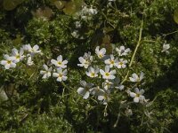 Hottonia palustris 27, Waterviolier, Saxifraga-Jan van der Straaten