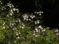 Hottonia palustris 28, Waterviolier, Saxifraga-Jan van der Straaten