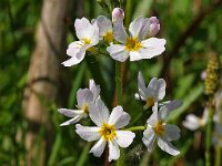 Hottonia palustris 3, Waterviolier, Saxifraga-Hans Dekker