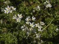 Hottonia palustris 30, Waterviolier, Saxifraga-Jan van der Straaten