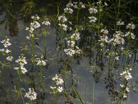 Hottonia palustris 32, Waterviolier, Saxifraga-Jan van der Straaten