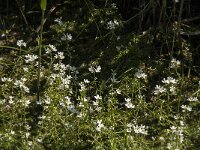 Hottonia palustris 33, Waterviolier, Saxifraga-Jan van der Straaten