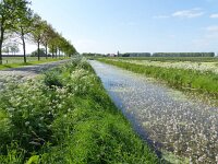Hottonia palustris 37, Waterviolier, Saxifraga-Mark Zekhuis