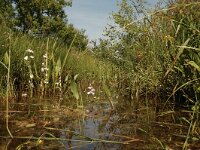 Hottonia palustris 39, Waterviolier, Saxifraga-Bas Klaver