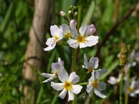 Hottonia palustris 4, Waterviolier, Saxifraga-Hans Dekker