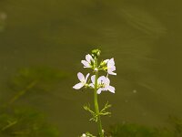 Waterviolier  Waterviolier - Hottonia palustris