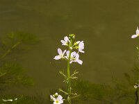 Waterviolier  Waterviolier - Hottonia palustris