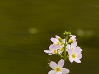 Waterviolier  Waterviolier - Hottonia palustris