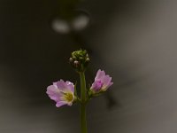 Waterviolier  Waterviolier - Hottonia palustris