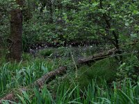 Hottonia palustris 60, Waterviolier, Saxifraga-Hans Boll