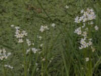 Hottonia palustris 78, Waterviolier, Saxifraga-Jan van der Straaten