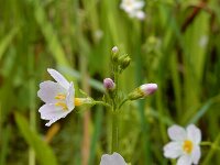 Hottonia palustris 80, Waterviolier, Saxifraga-Ed Stikvoort
