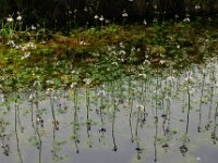 Hottonia palustris 86, Waterviolier, Saxifraga-Ed Stikvoort