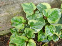 Houttuynia cordata 4, Moersanemoon, Saxifraga-Rutger Barendse